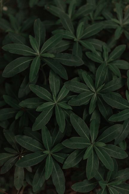 A close-up view of several large, dark green leaves with smooth edges and prominent veins, arranged in a radial pattern around a central point. The foliage appears dense and lush, taking up most of the image space, with lighting that highlights the natural texture and subtle variation in color. This plant is situated indoors or in a shaded outdoor environment, serving as part of a garden or decorative shrub. The image emphasizes the broad, elongated leaf shape and vibrant green tones, typical of foliage used in natural home and garden settings. Man with Van Botany Bay occasionally incorporates such plants into their home relocation or furniture transport services to enhance the environment during house moves.